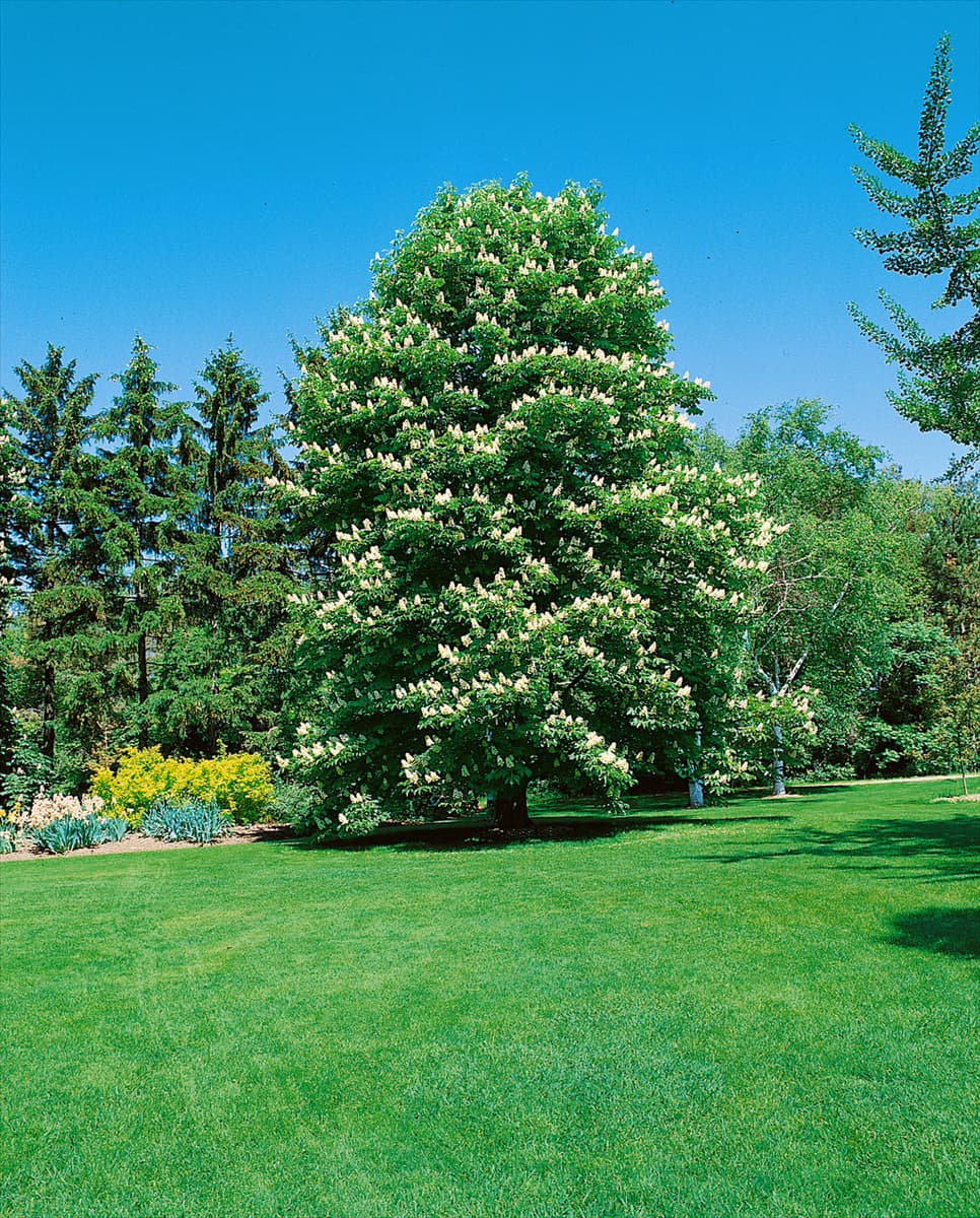 Aesculus hippocastanum Baumannii