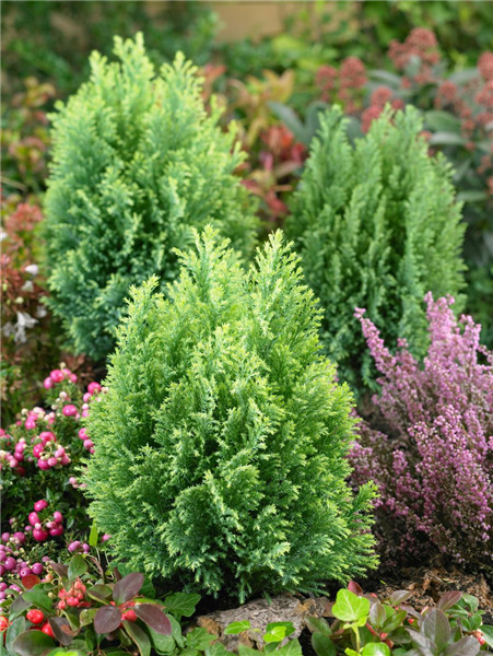 Chamaecyparis lawsoniana 'Cream Glow'