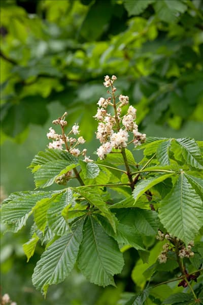 Aesculus hippocastanum Baumannii