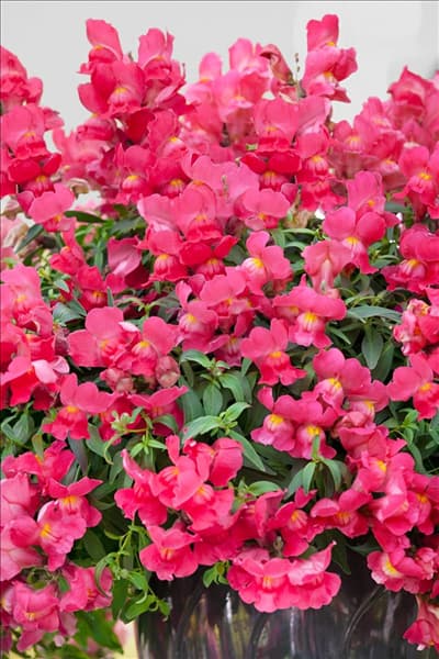 Antirrhinum Candy Showers Rose