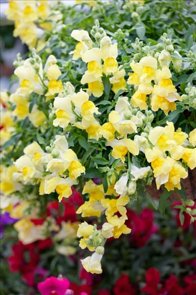 Antirrhinum Candy Showers Yellow