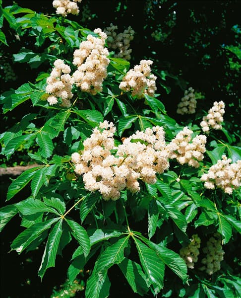 Aesculus hippocastanum Baumannii