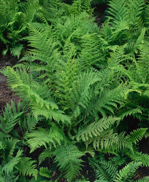 ATHYRIUM FILIX-FEMINA