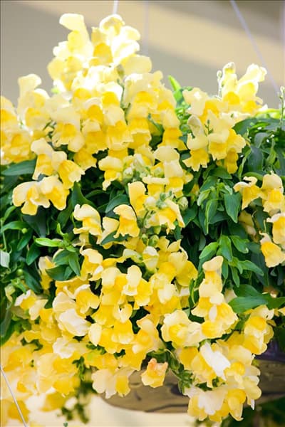 Antirrhinum Candy Showers Yellow