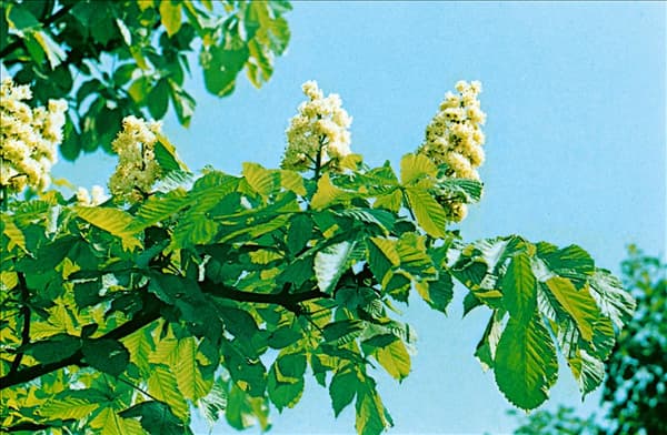 Aesculus hippocastanum Baumannii