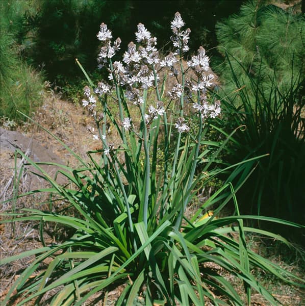 Asphodelus albus
