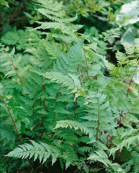 Athyrium filix-femina Lady in Red