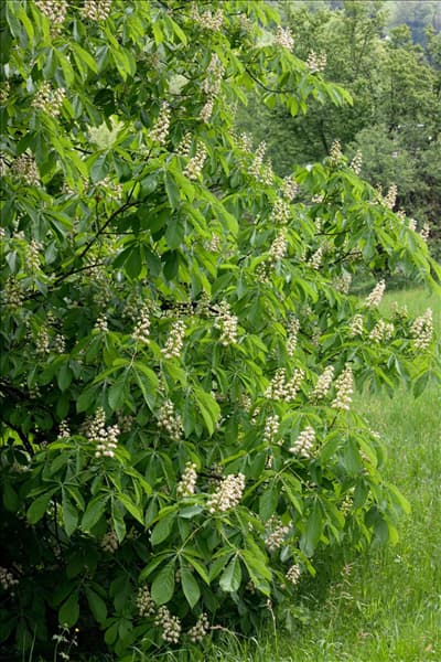 Aesculus hippocastanum Baumannii