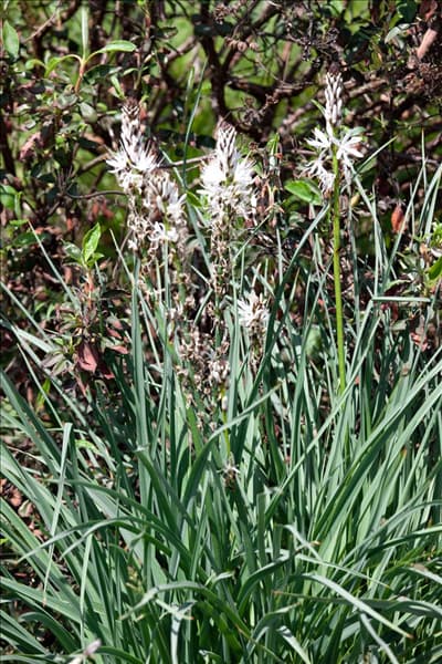 Asphodelus albus