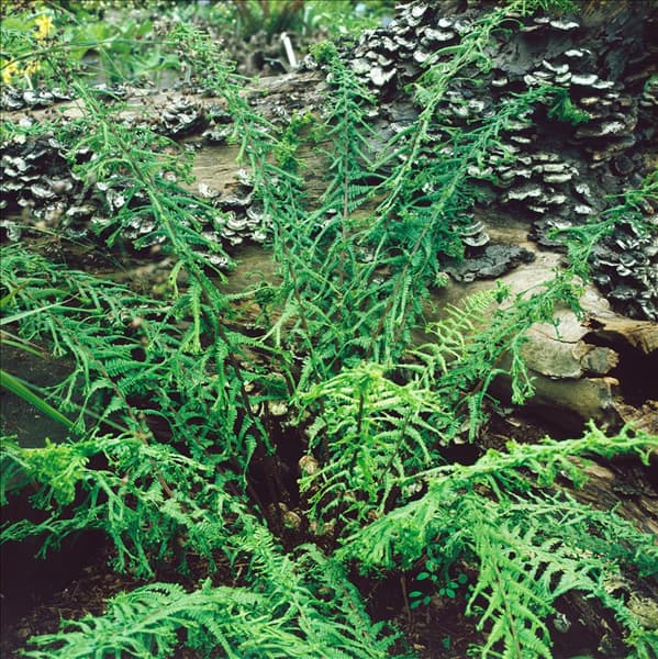 ATHYRIUM FILIX-FEMINA VICTORIAE