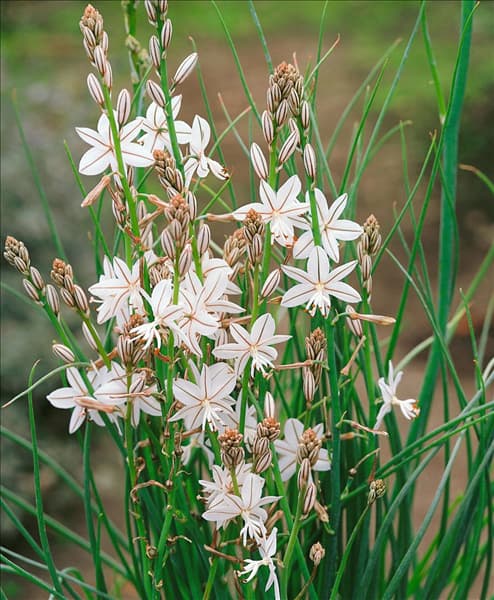Asphodelus albus
