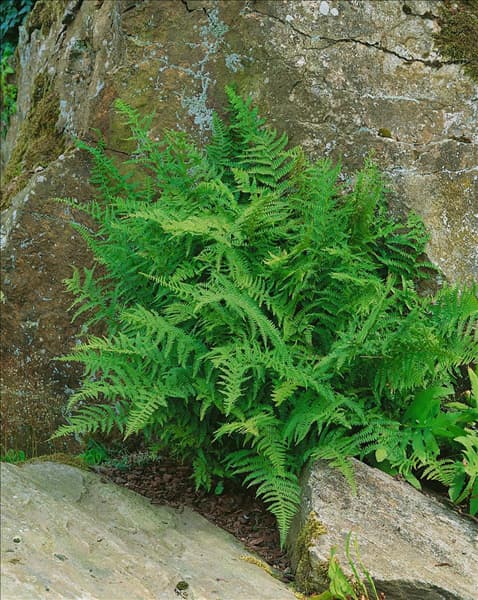 ATHYRIUM FILIX-FEMINA