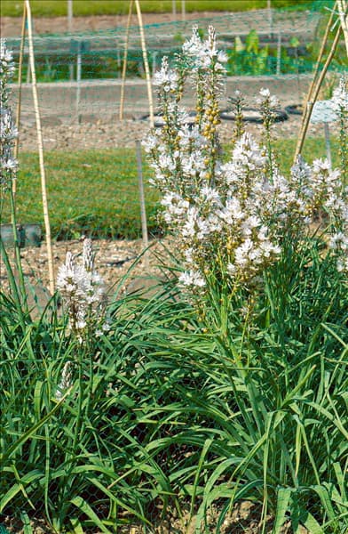Asphodelus albus