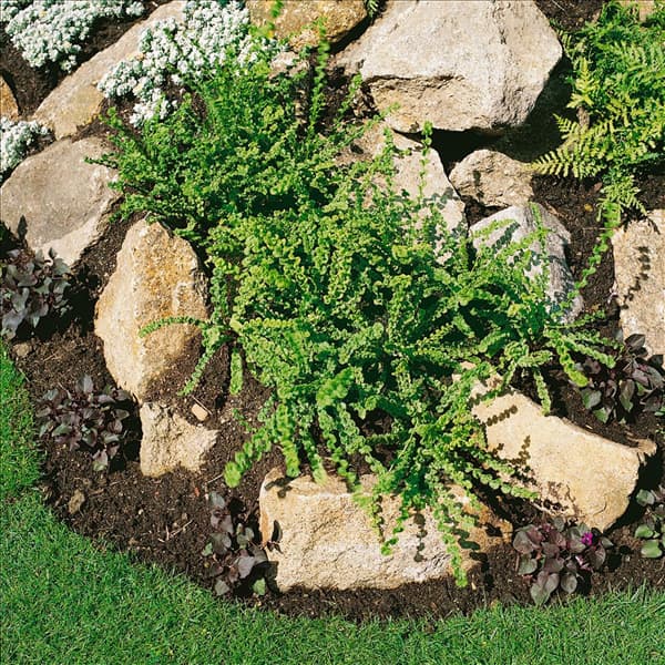 ATHYRIUM FILIX-FEMINA FRIZELLIAE