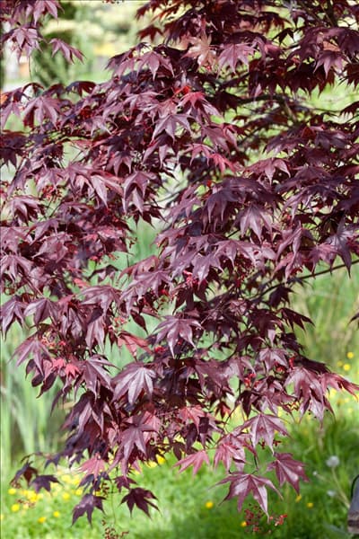 Acer palmatum Bloodgood