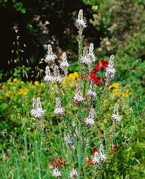 Asphodelus albus
