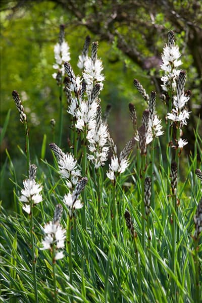 Asphodelus albus