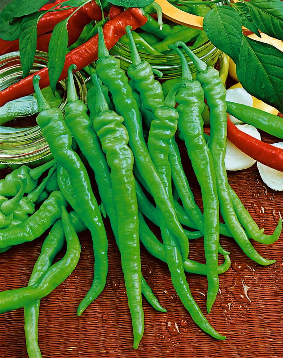 Capsicum annuum Chiarissimo Lombardo