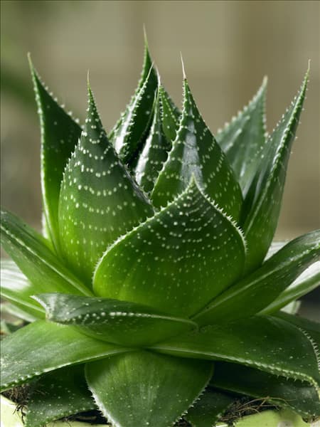 Aloe Cosmo