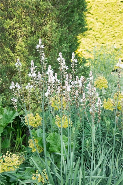 Asphodelus albus