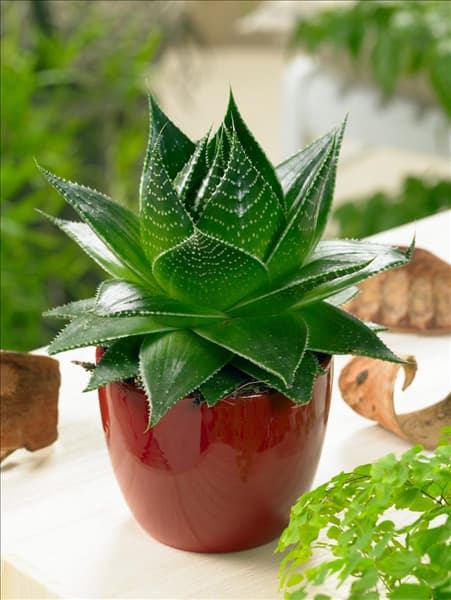 Aloe Cosmo