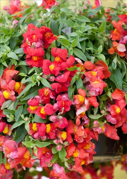 Antirrhinum Candy Showers Orange