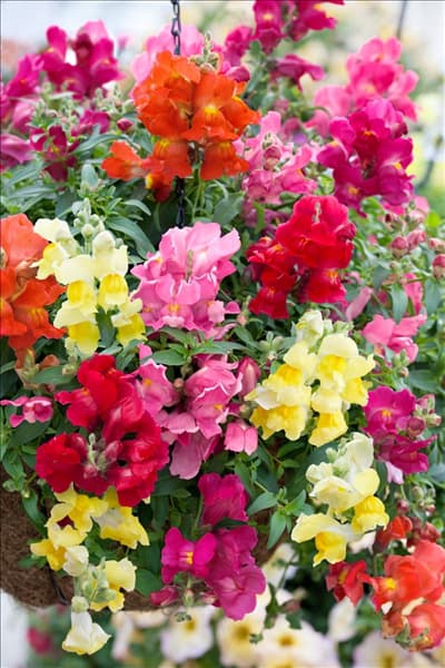Antirrhinum Candy Showers