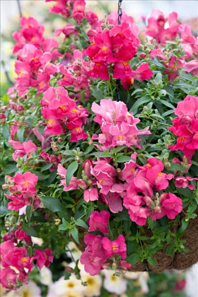 Antirrhinum Candy Showers Rose
