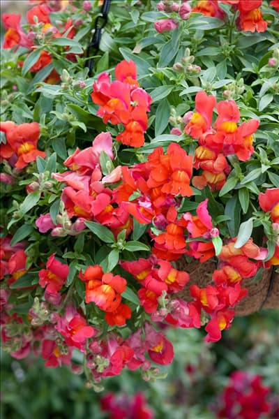 Antirrhinum Candy Showers Orange