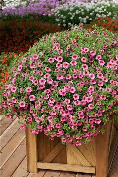 Calibrachoa  Million Bells Cosmos Pink