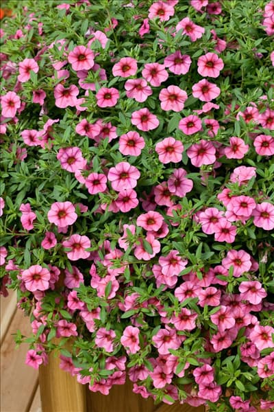 Calibrachoa  Million Bells Cosmos Pink
