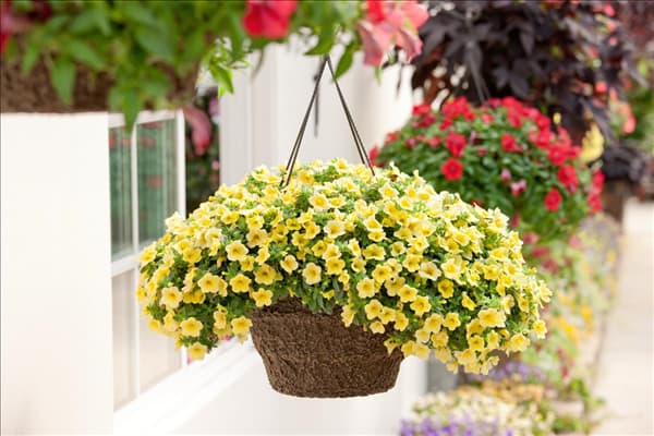 Calibrachoa Million Bells ® Bouquet Cream
