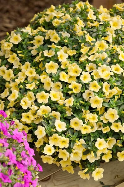 Calibrachoa Million Bells ® Bouquet Cream