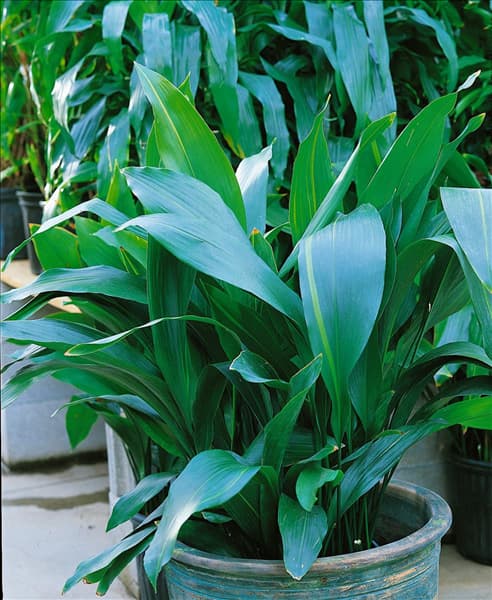 ASPIDISTRA elatior