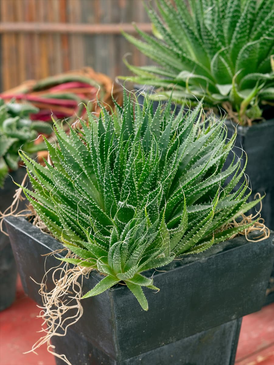 Aloe variegata