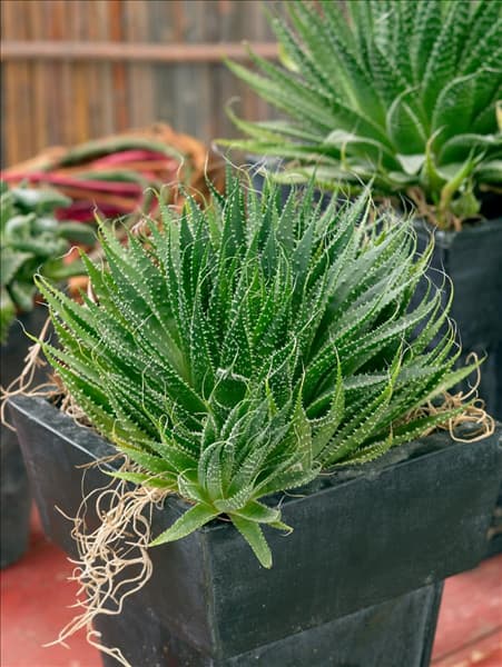 Aloe variegata