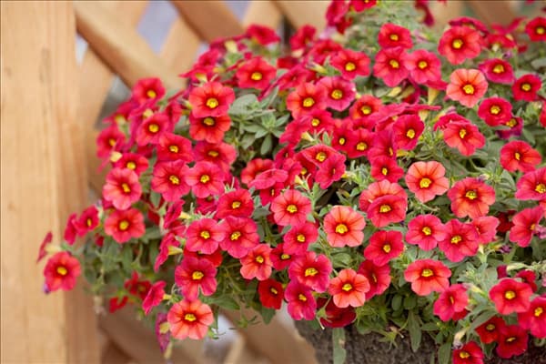 Calibrachoa Million Bells ® Red Impr.