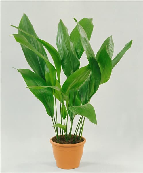 Aspidistra elatior