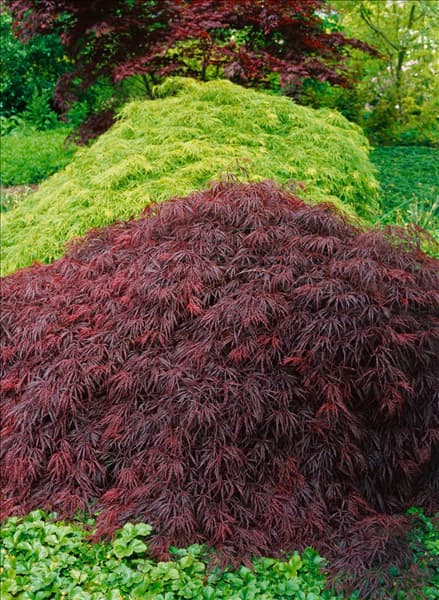 Acer palmatum Dissectum Crimson Queen