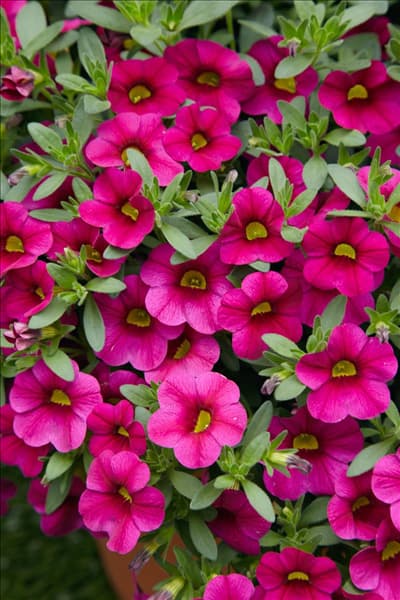 Calibrachoa Million Bells Brillia