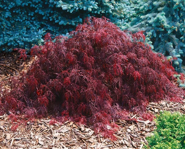 Acer palmatum Crimson Queen
