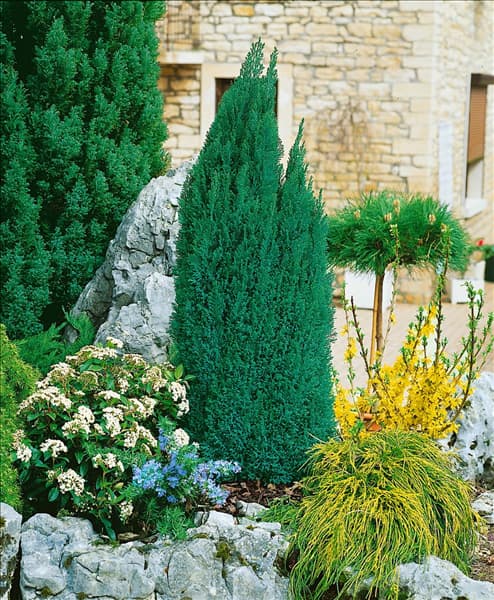 Chamaecyparis lawsoniana Ellwood's Pillar
