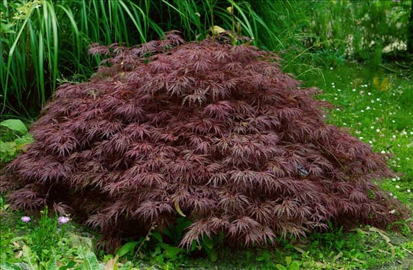 Acer palmatum Dissectum-Grp. Crimson Queen