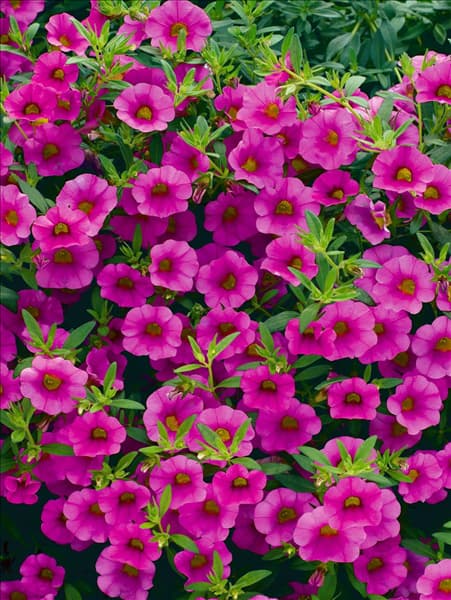 Calibrachoa Million Bells Flamingo