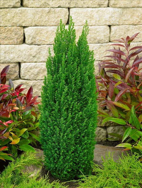 Chamaecyparis lawsoniana Ellwood's Pillar