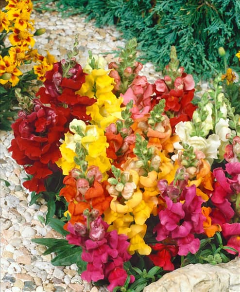 ANTIRRHINUM MAJUS PUMILUM / MIX