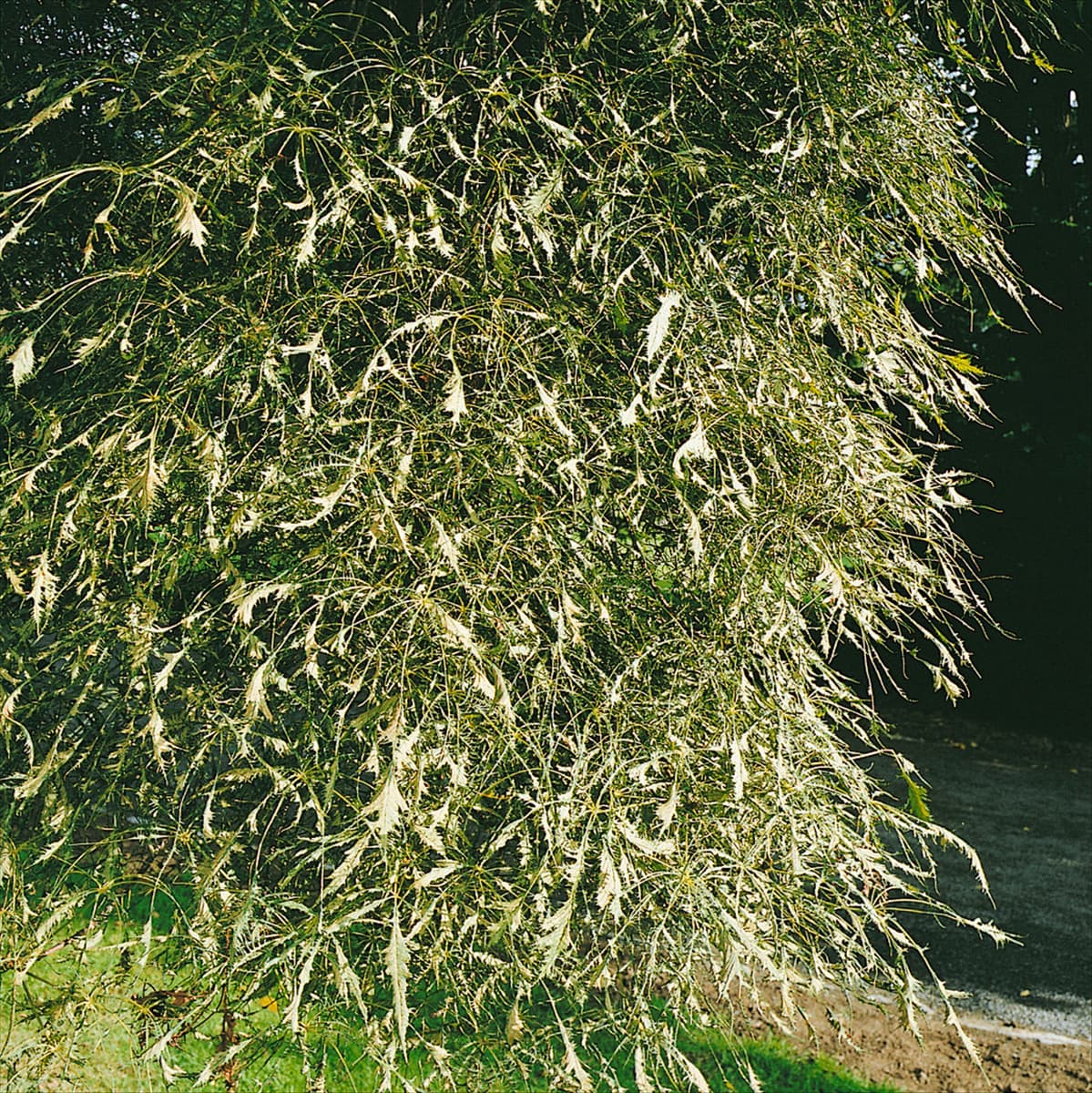 AESCULUS HIPPOCASTANUM LACINIATA