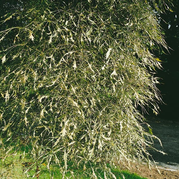 AESCULUS HIPPOCASTANUM LACINIATA