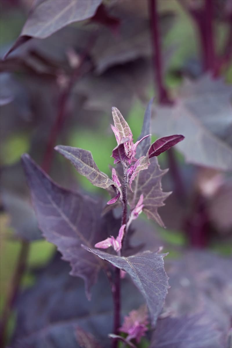 Atriplex hortensis Rubra