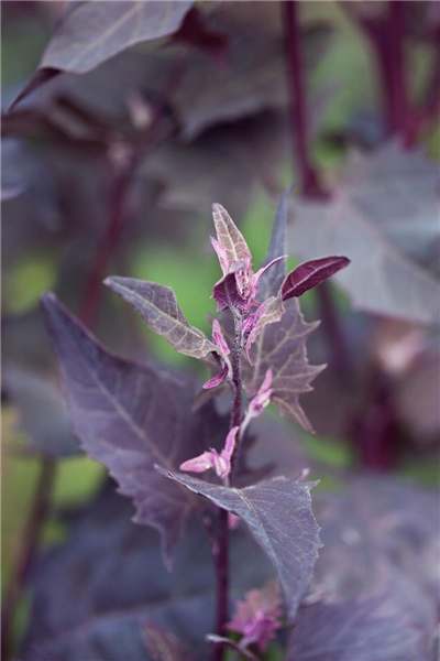 Atriplex hortensis